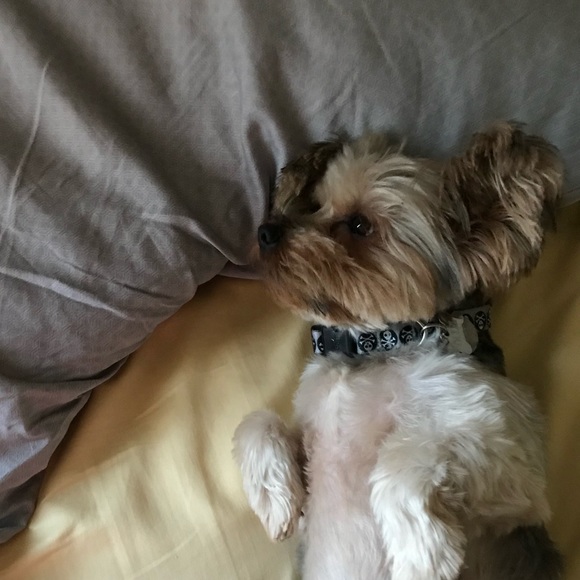 Meet your Posher, Alice - Picture 2 of 2